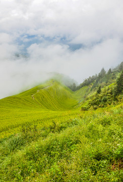 梯田风光