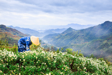 高山菊花采摘