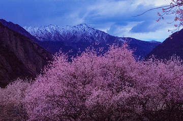 西藏雪山桃花