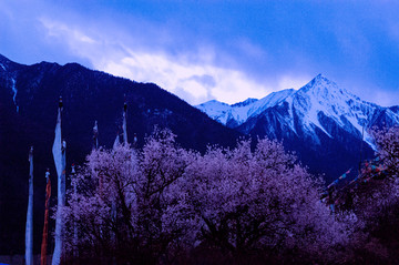 西藏雪山桃花