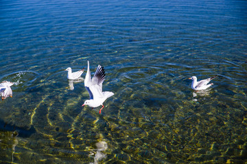 泸沽湖海鸥