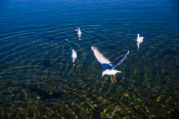 泸沽湖海鸥