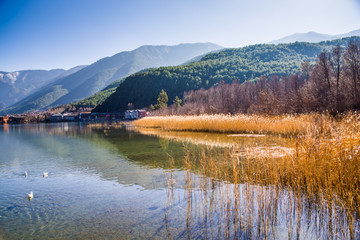 泸沽湖芦苇丛