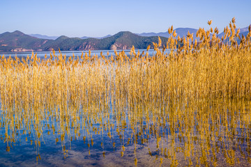 泸沽湖芦苇丛