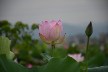 含苞待放的荷花