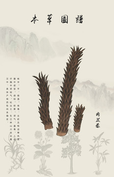 肉蓯蓉