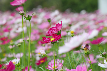 格桑花