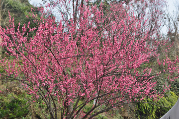 桃花山