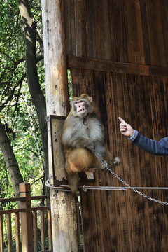 宜昌三游洞景区的猴子