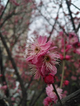 梅花