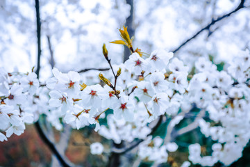 樱花