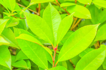 茶叶嫩芽