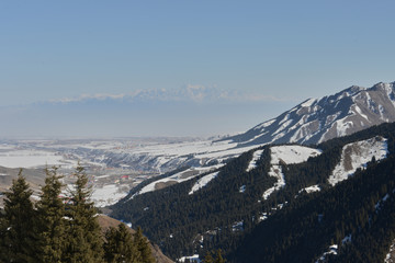 天山云杉