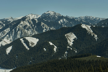 天山云杉