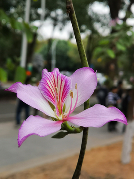 紫荆花