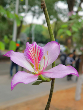 紫荆花