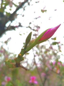 紫荆花  花蕾