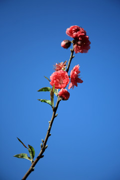 桃花朵朵