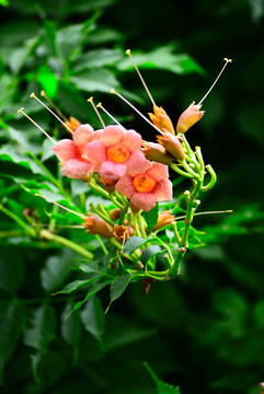 凌霄花儿开