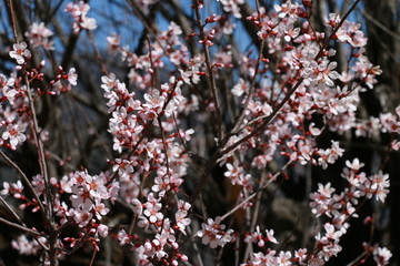 林芝桃花