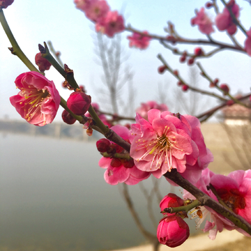 洛阳团城阁