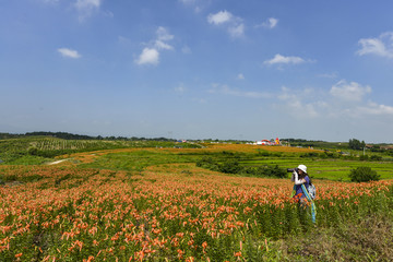 百合花花海