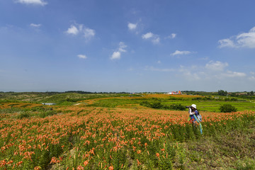 百合花花海