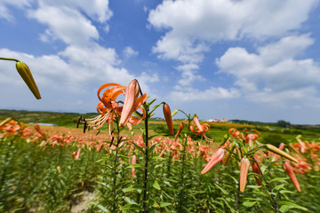 百合花花海