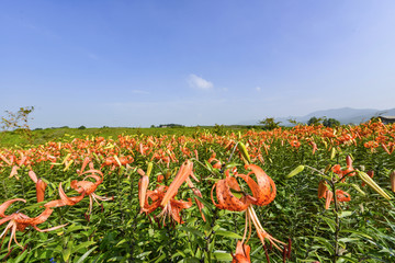 百合花花海