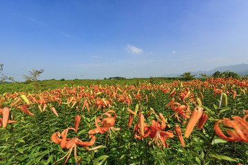 百合花花海