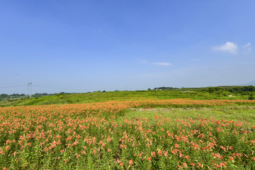 百合花花海