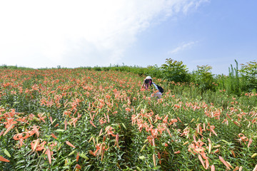 百合花庄园