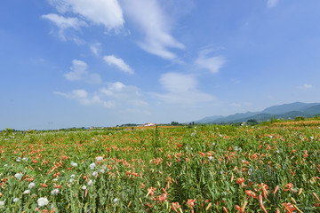 百合花庄园