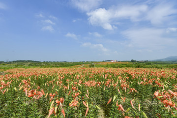 百合花花海