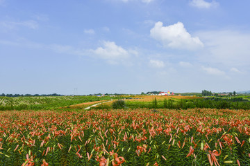 百合花花海