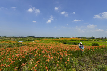 百合花花海