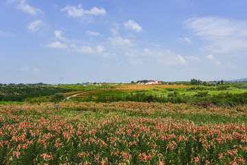 百合花花海