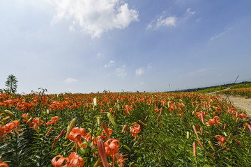 百合花庄园