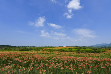 百合花花海