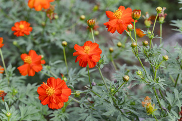 百合花花海