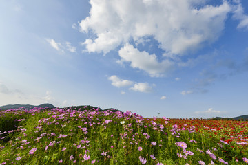 蓝天白云百合花