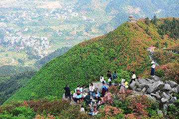 贵州丹寨龙泉山杜鹃花