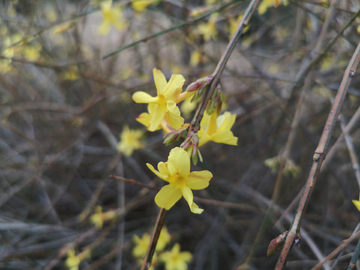 迎春花