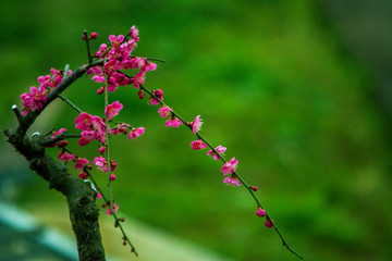 红梅花开