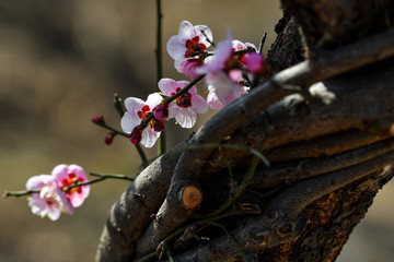 梅花