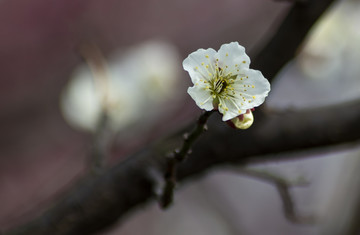 满面桃花