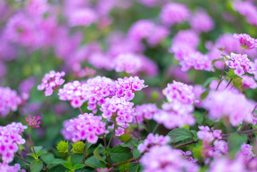 微距拍摄的粉红偏紫的花