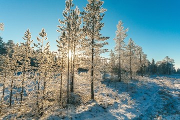 雪景