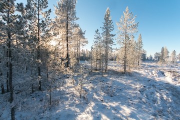 雪景