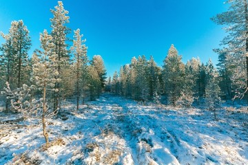 雪景